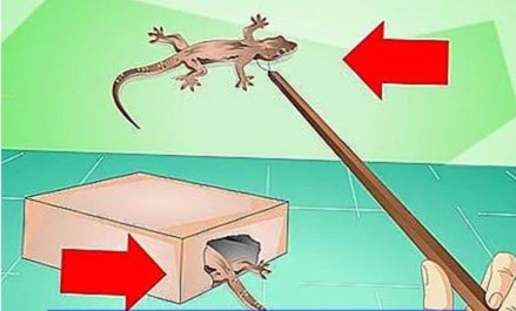 How to Catch a Lizard in the House Using a Box - Dengarden