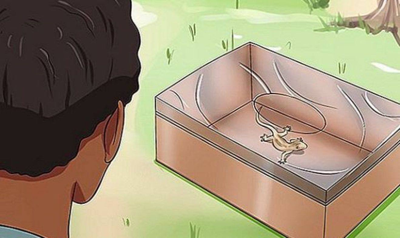 How To Make a Lizard Trap Out Of A Shoe Box? - The Shoe Box NYC