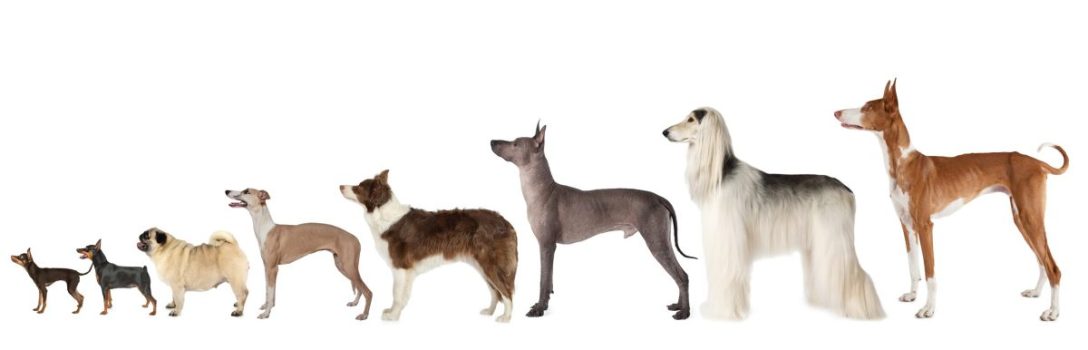 Dog Size Ranges Dog Size Chart: What Size Will My Puppy Become? - The Shoe Box NYC
