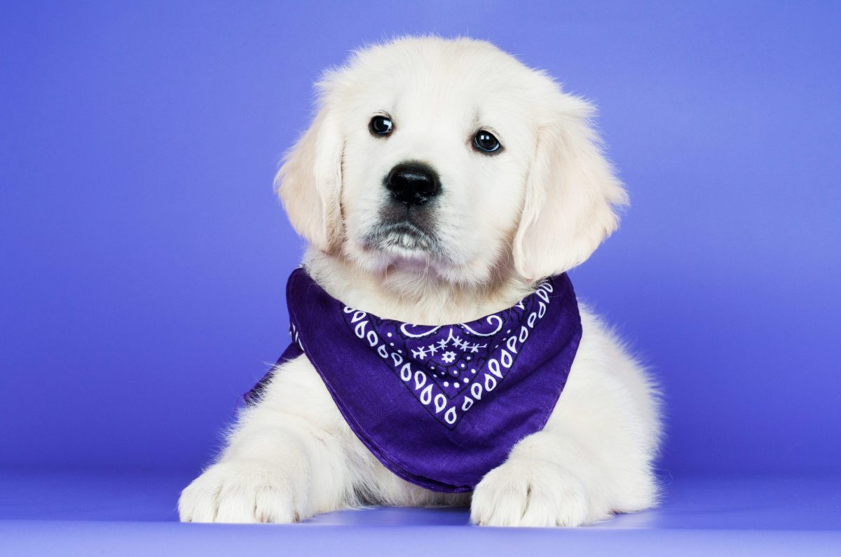 Golden retriever puppy in a bandana