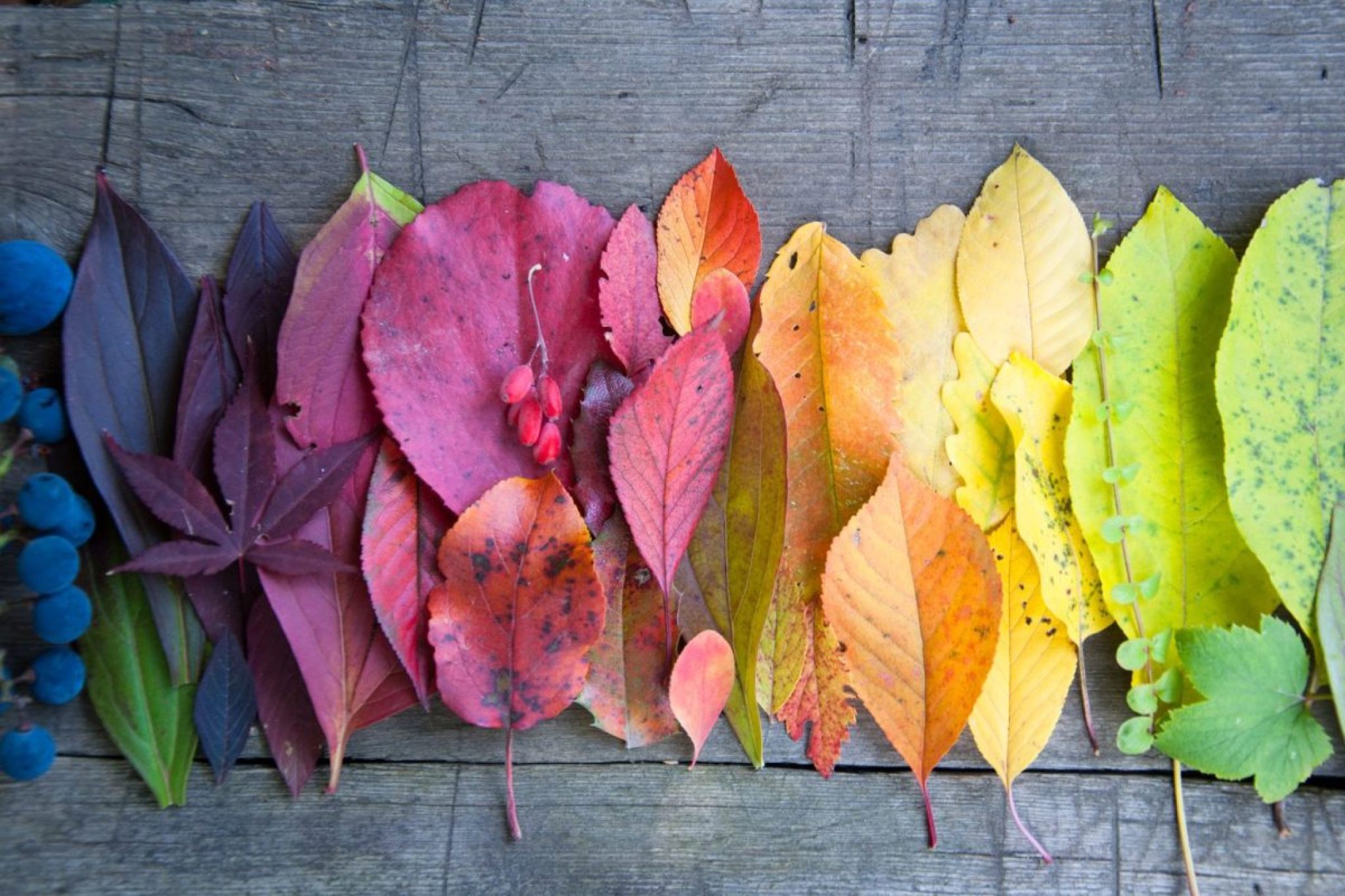 Seasonal Color Analysis What Is Your Season and Why Does It Matter